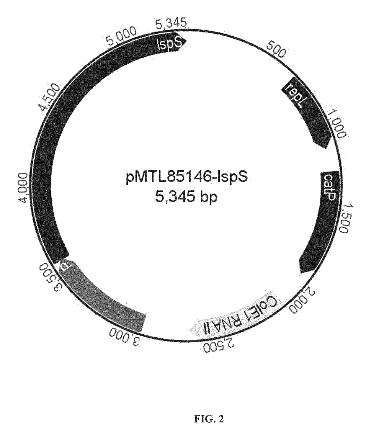 Microbial fermentation for the production of terpenes