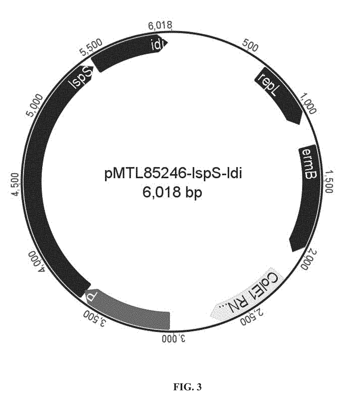 Microbial fermentation for the production of terpenes