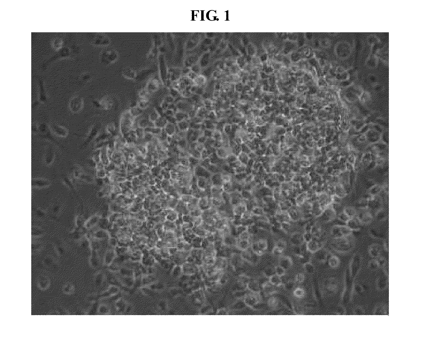 Multipotent adult stem cells having an ability of oct4 expression derived from umbilical cord blood and method for preparing the same