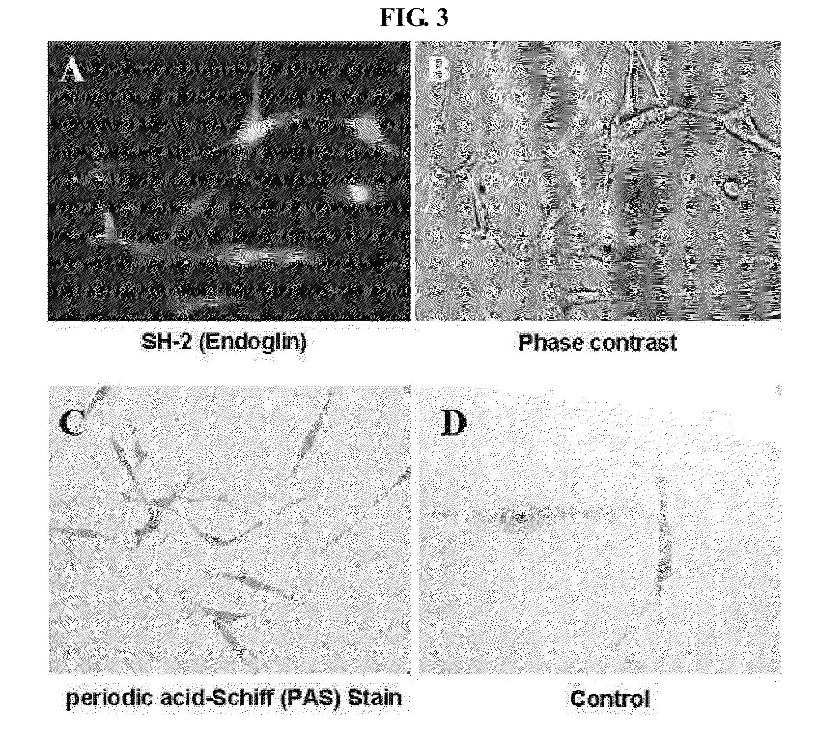 Multipotent adult stem cells having an ability of oct4 expression derived from umbilical cord blood and method for preparing the same