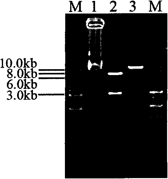 Gene knockout targeting vector and application thereof