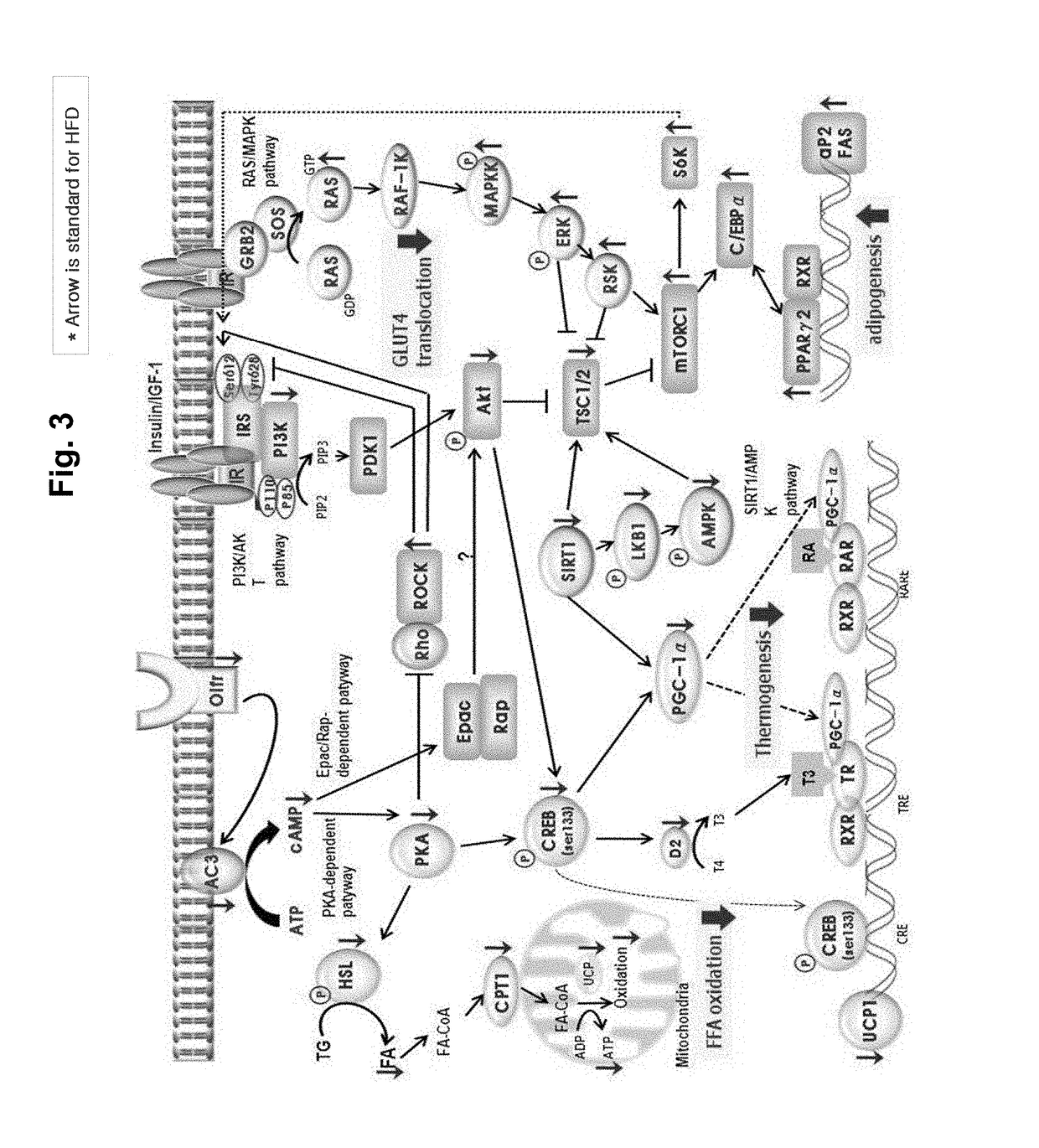 Metabolic diseases-related odorant receptor genes and use thereof