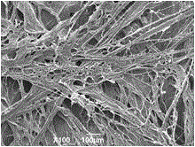 Biological repair membrane and preparation method thereof