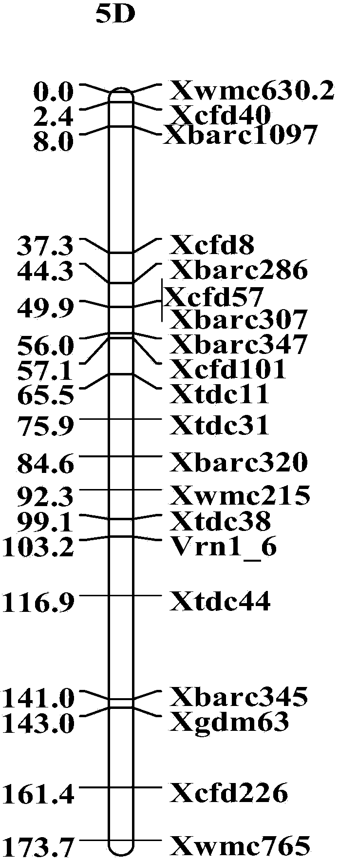 Method of developing SNP (single nucleotide polymorphism)-SSR (simple sequence repeat) molecular makers closely linked with SNP by utilizing SNP