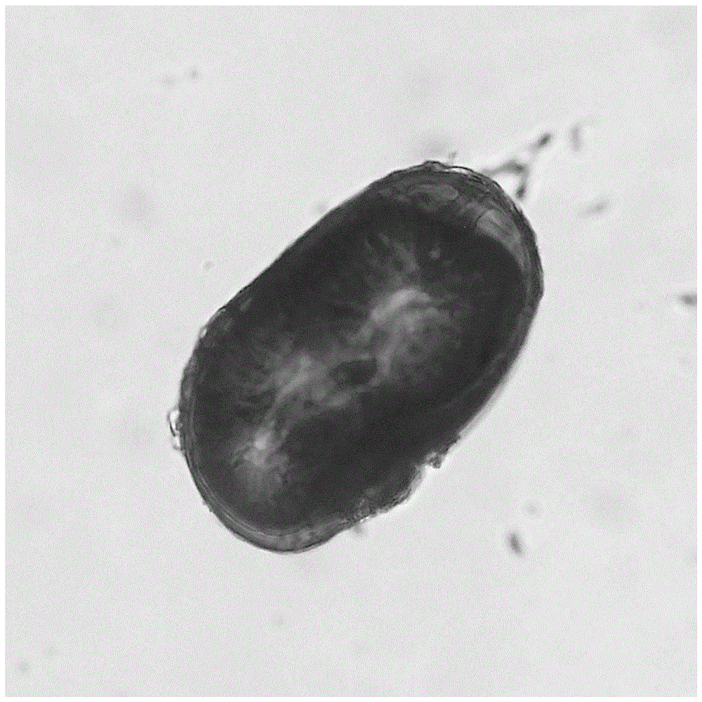 An arbuscular mycorrhizal fungus that efficiently degrades atrazine and promotes plant growth and its application