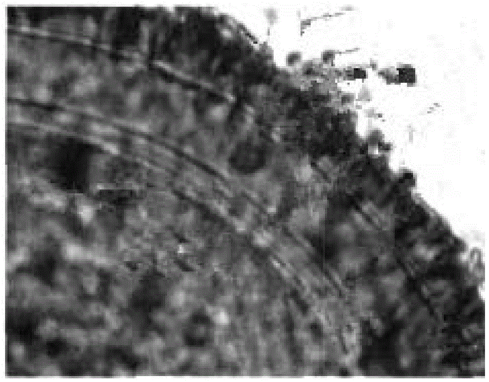 An arbuscular mycorrhizal fungus that efficiently degrades atrazine and promotes plant growth and its application