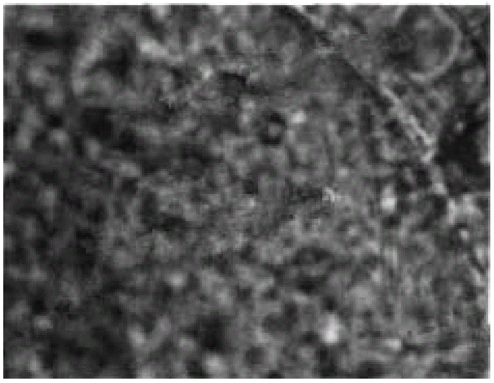 An arbuscular mycorrhizal fungus that efficiently degrades atrazine and promotes plant growth and its application