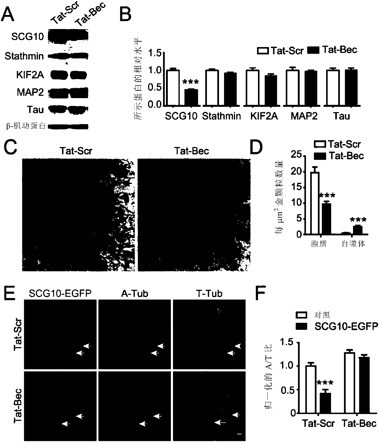 Application of autophagy inducer serving as microtubule stabilizing drug to promotion of nerve regeneration