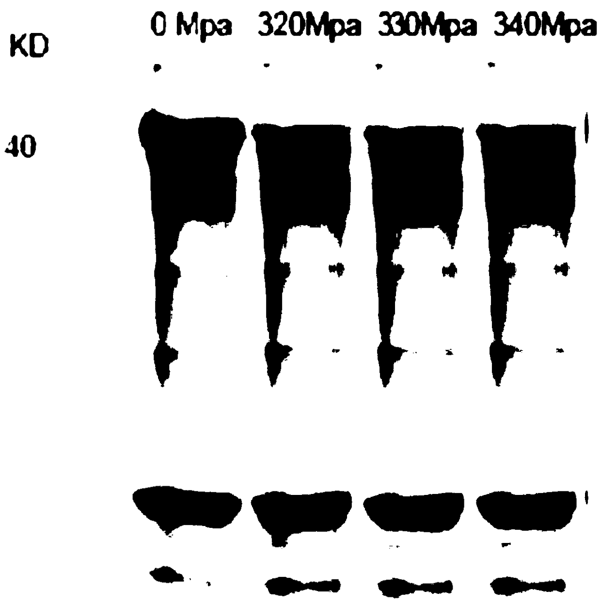 Method for improving beef tenderness based on multiple times of fermentation