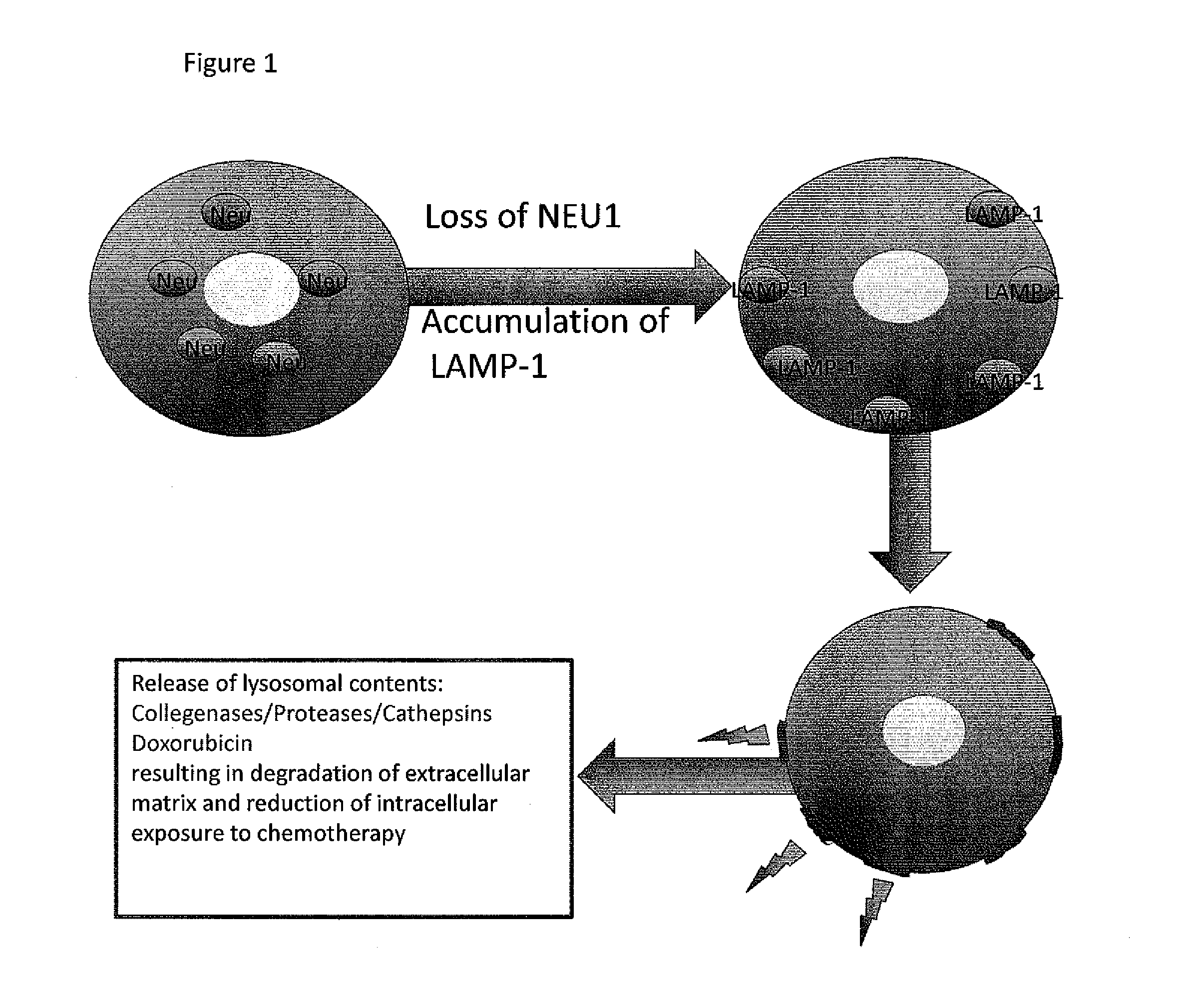 Methods and compositions to detect the level of lysosomal exocytosis activity and methods of use