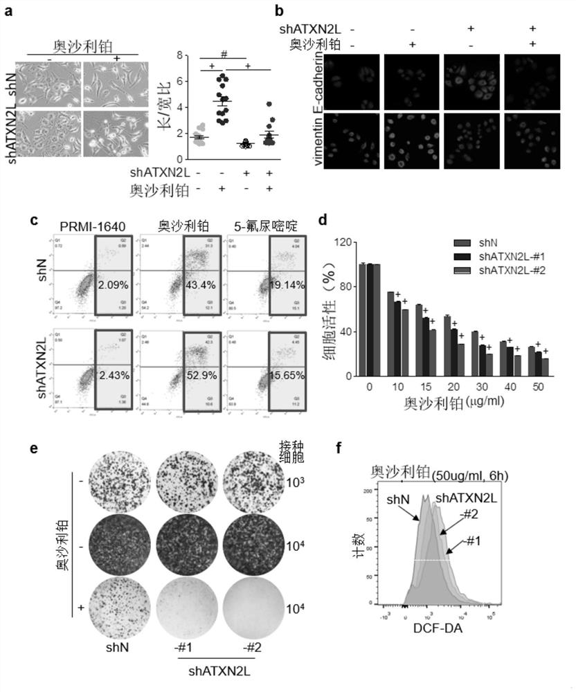 The application of atxn2l as a marker for auxiliary evaluation of secondary resistance to oxaliplatin in gastric cancer