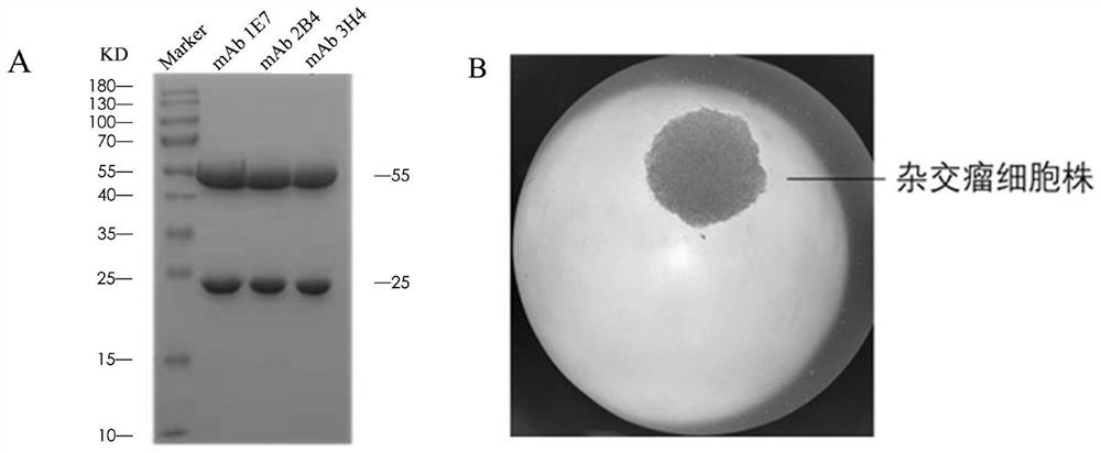 Bovine herpes virus type I antibody blocking ELISA detection method