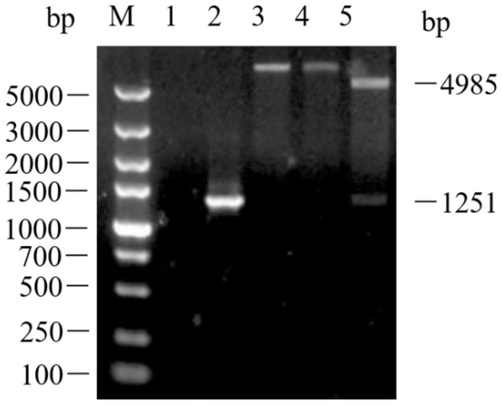 Bovine herpes virus type I antibody blocking ELISA detection method