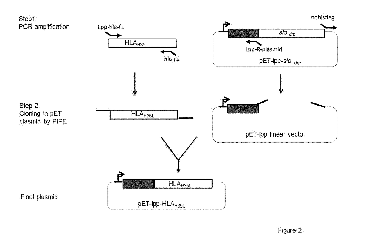 Immunogenic compositions containing bacterial outer membrane vesicles