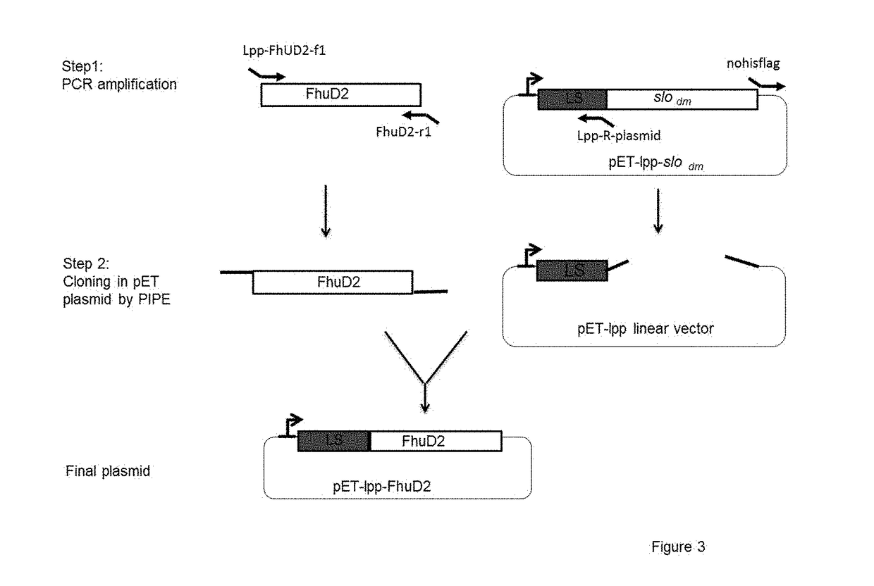 Immunogenic compositions containing bacterial outer membrane vesicles