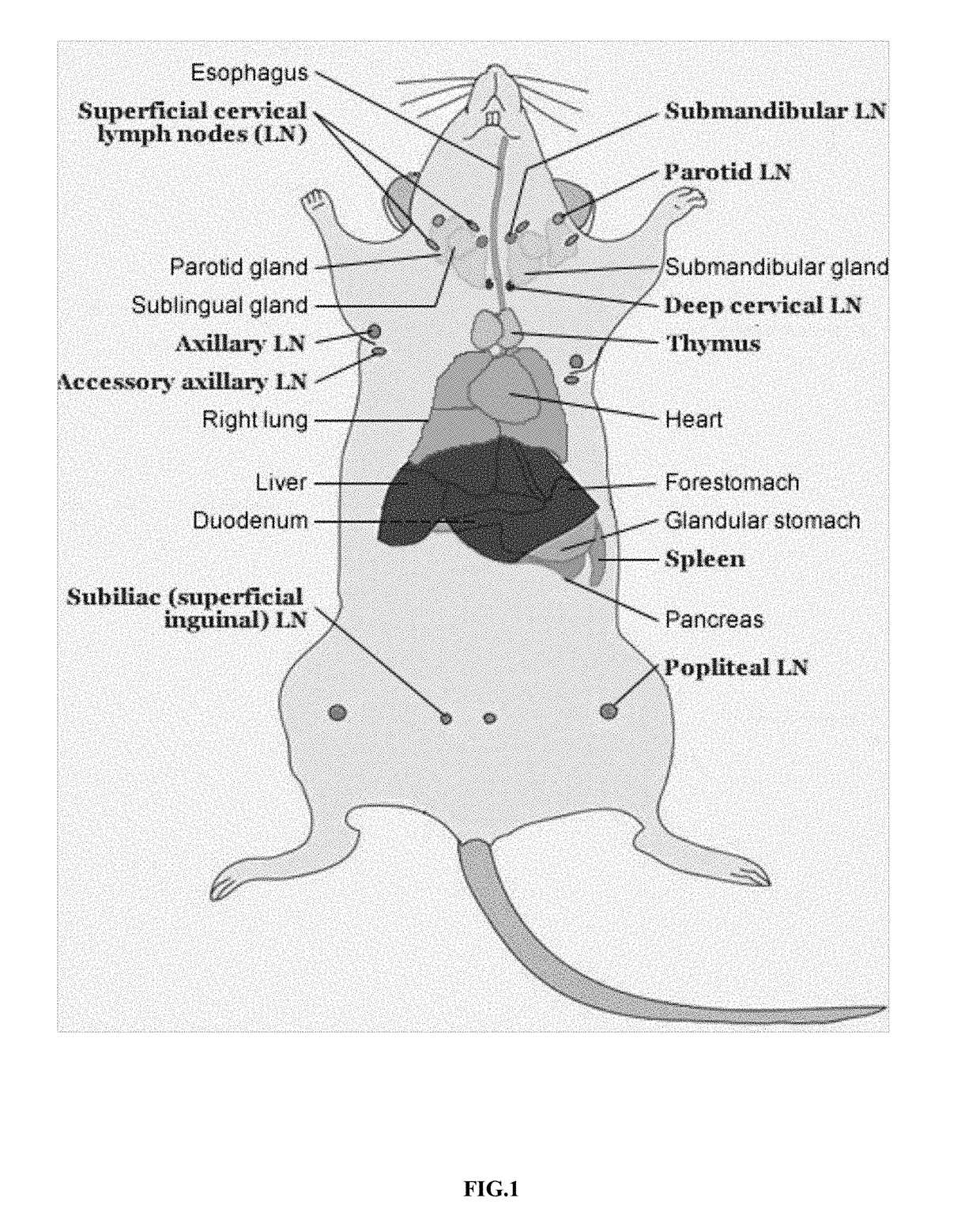 Mode of inducing renal transplant rejection on animals and its manufacturing approach