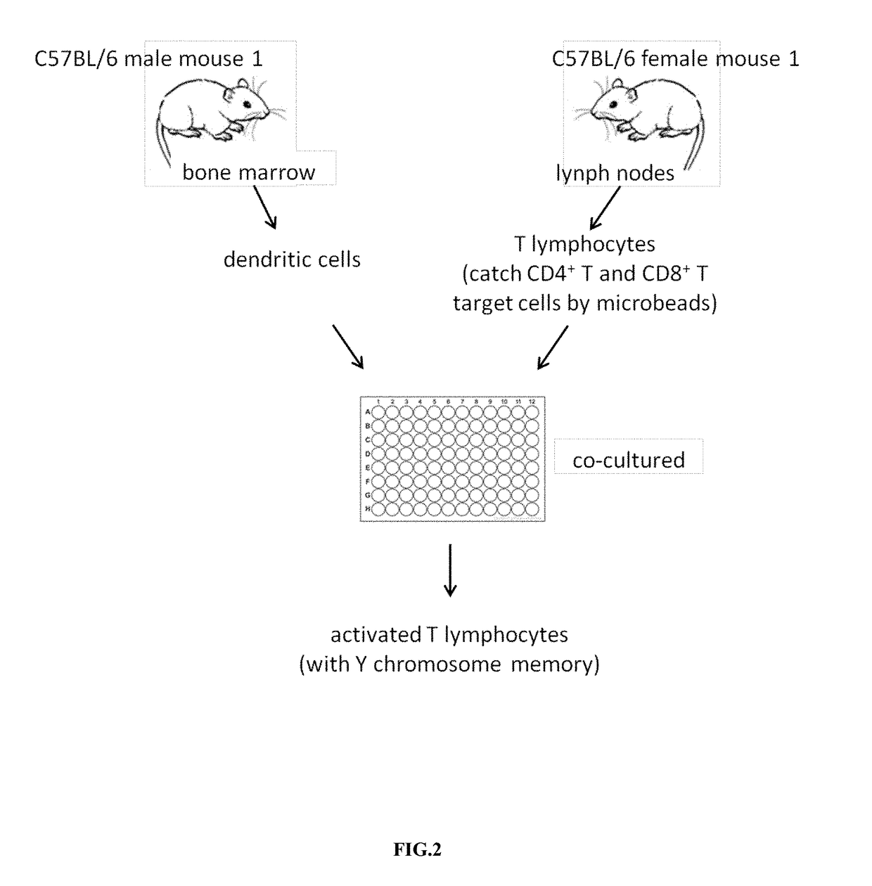 Mode of inducing renal transplant rejection on animals and its manufacturing approach