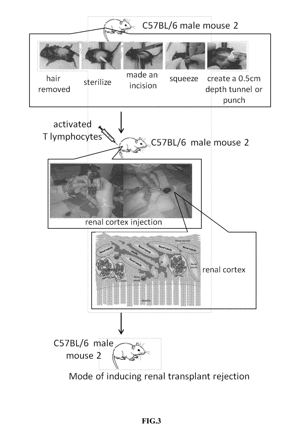 Mode of inducing renal transplant rejection on animals and its manufacturing approach