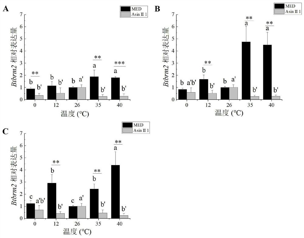 Chromatin remodeling factor btbrm2 of whitefly med cryptic species and its encoding gene and application