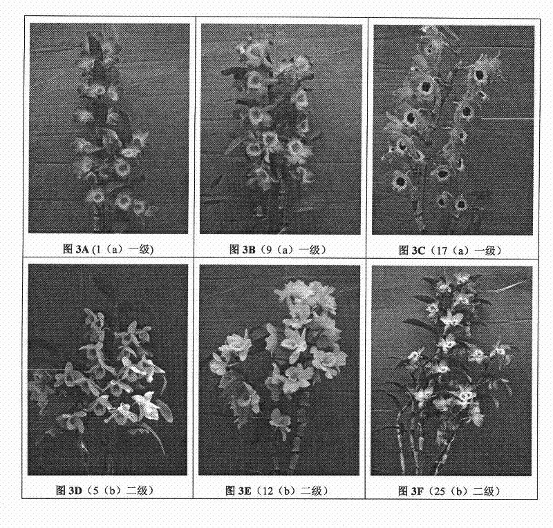 Method for fast screening dendrobium nobile potted flower with high quality