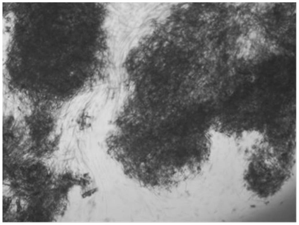 A kind of refined crystallization method of sugammadex sodium