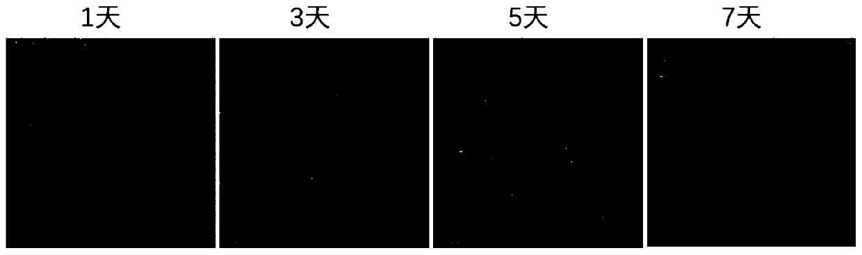 Preparation for direct writing forming 3D printing bioink, and 3D printing method capable of adopting direct writing forming 3D printing bioink