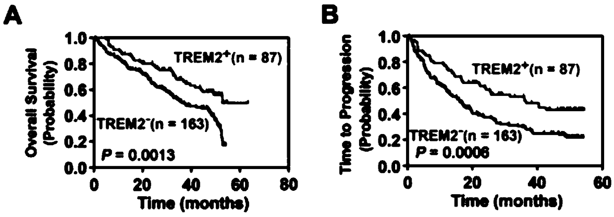 Application of pattern recognition receptor TREM2 in liver cancer prognosis and treatment