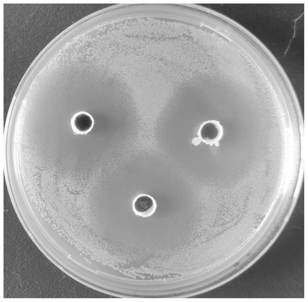 Bacillus velezensis and application thereof