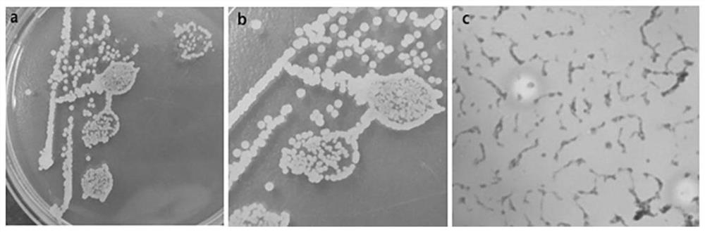 Bacillus velezensis and application thereof