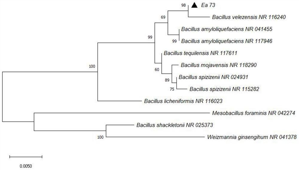 Bacillus velezensis and application thereof