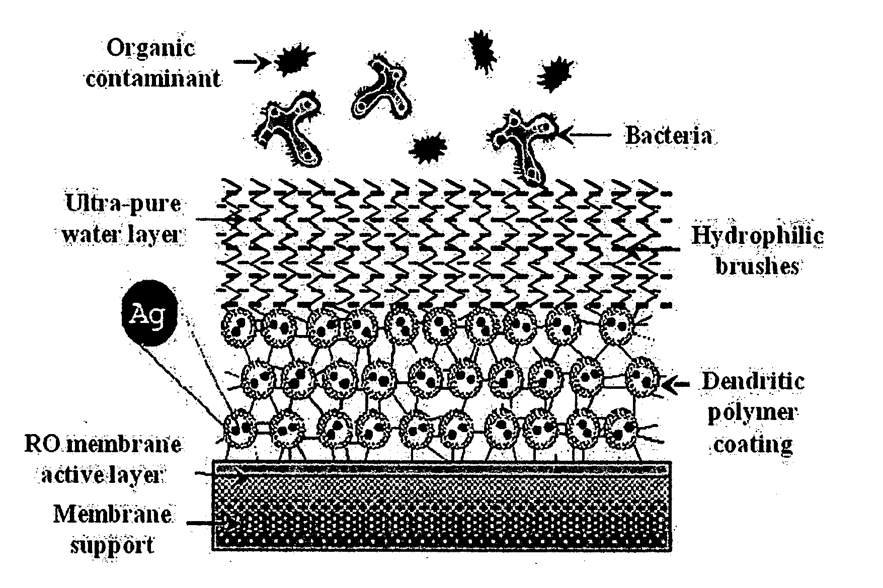 Surface Modification of Polyamide Reverse Osmosis Membranes