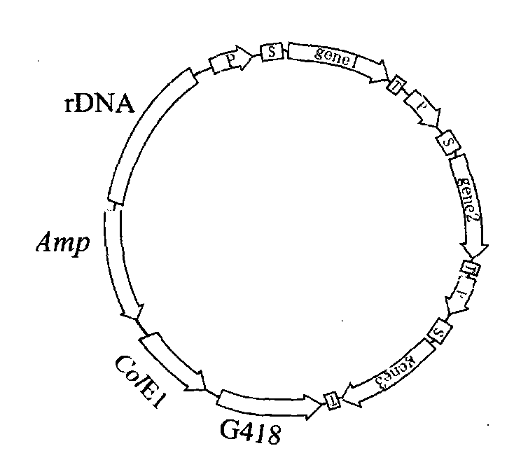 Method for degrading plant lignin by using Bacillus subtilis engineering bacterial