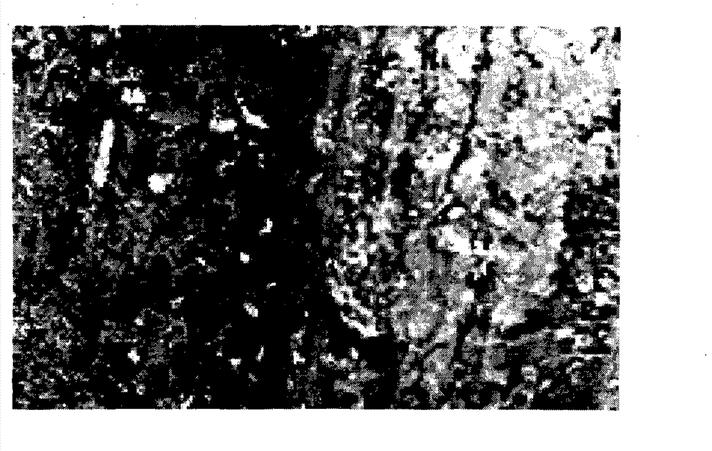 Method for degrading plant lignin by using Bacillus subtilis engineering bacterial