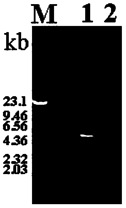 Bacillus subtilis levan sucrase mutant T305A and application thereof