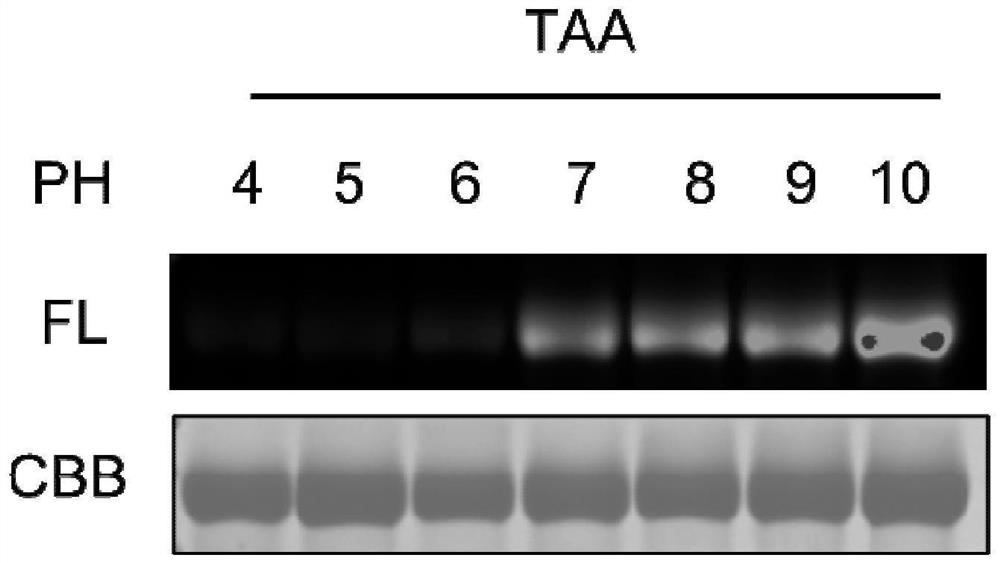 Method for modifying protein tryptophan residues