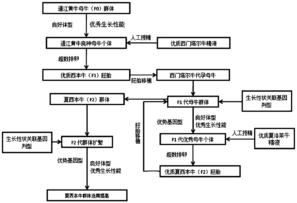 A Breeding Method of Hybrid Xiaxiben Beef Cattle