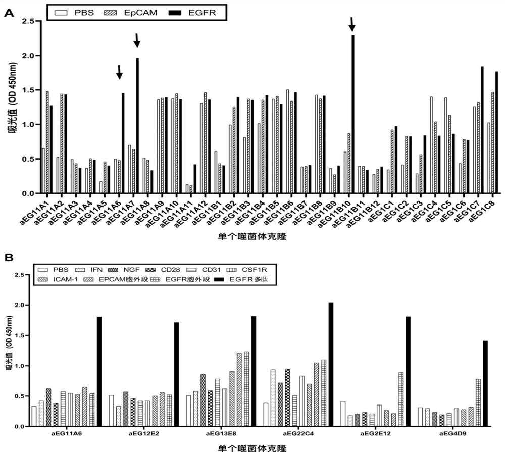 Affinity mature binding protein of EGFR and application