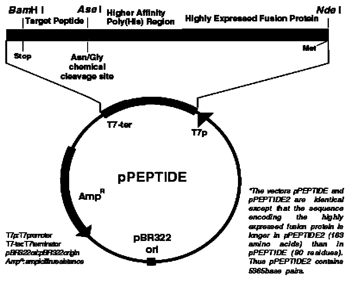 Hydrophobic-region-deletion HIV (Human Immunodeficiency Virus) type I Tat protein mutant sequence and applications thereof