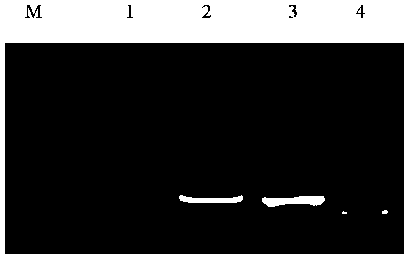 Hydrophobic-region-deletion HIV (Human Immunodeficiency Virus) type I Tat protein mutant sequence and applications thereof