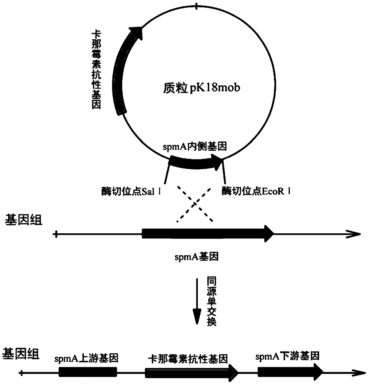 A method for preparing 3-succinylpyridine through biotransformation