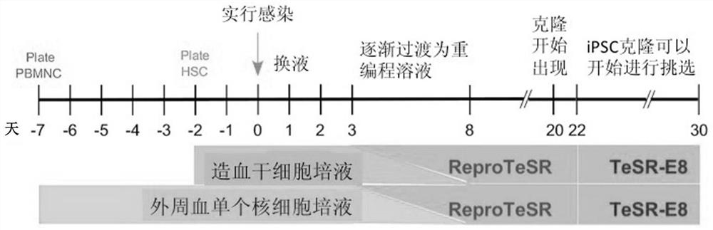 A method for realizing strong in vivo transplantation of human induced pluripotent stem cell-derived hematopoietic stem and progenitor cells