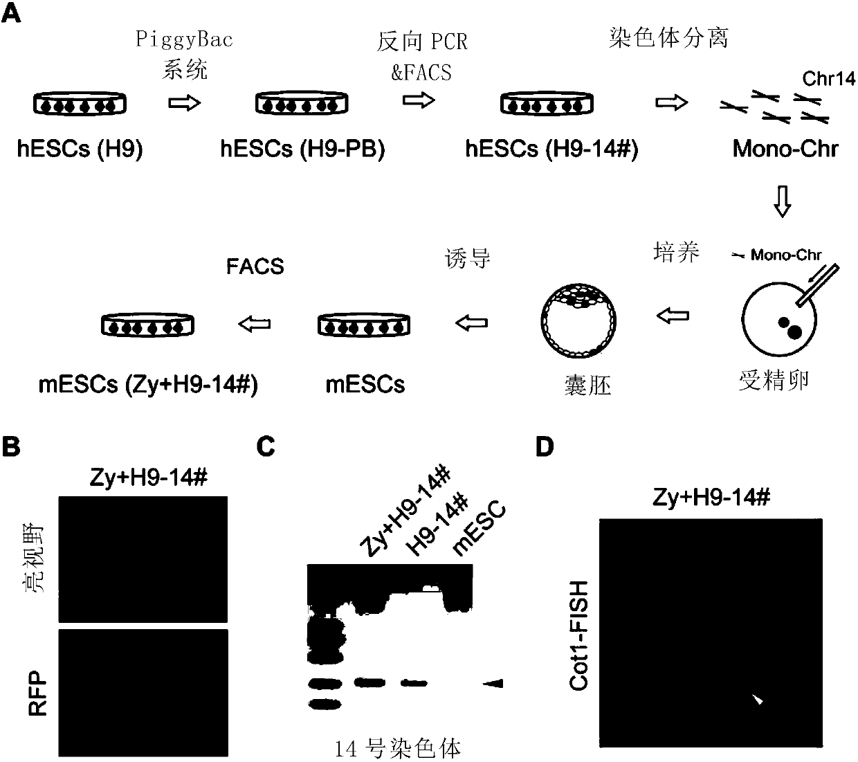 Novel method for establishing embryonic stem cells containing exogenous chromosome