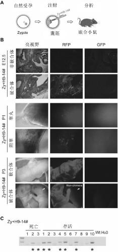 Novel method for establishing embryonic stem cells containing exogenous chromosome