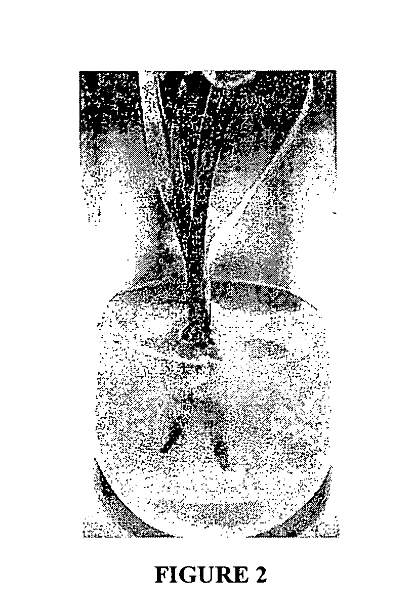 Commercially viable process for in-vitro mass culture of Chlorophytum borivilianum