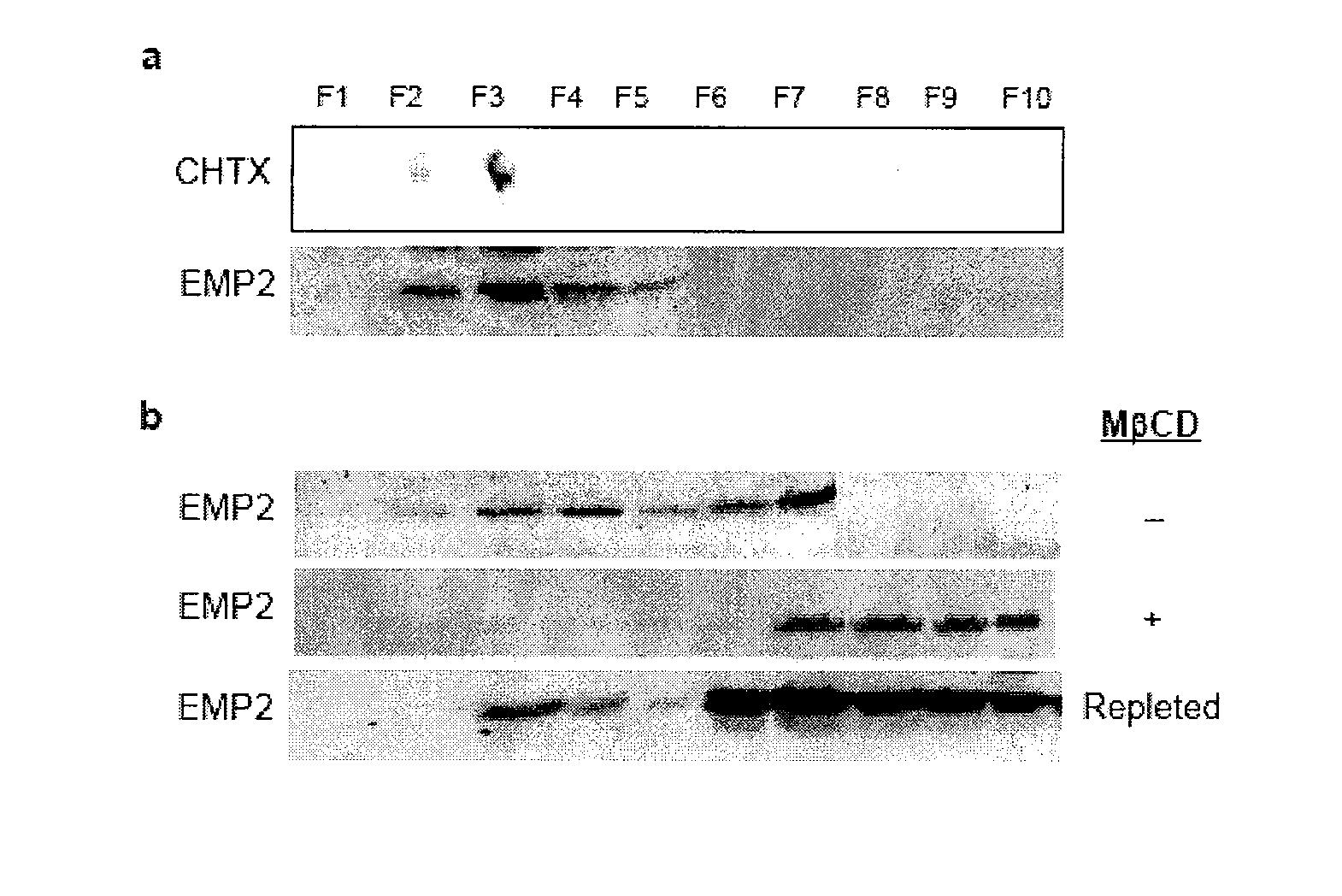 Emp2 antibodies and their therapeutic uses