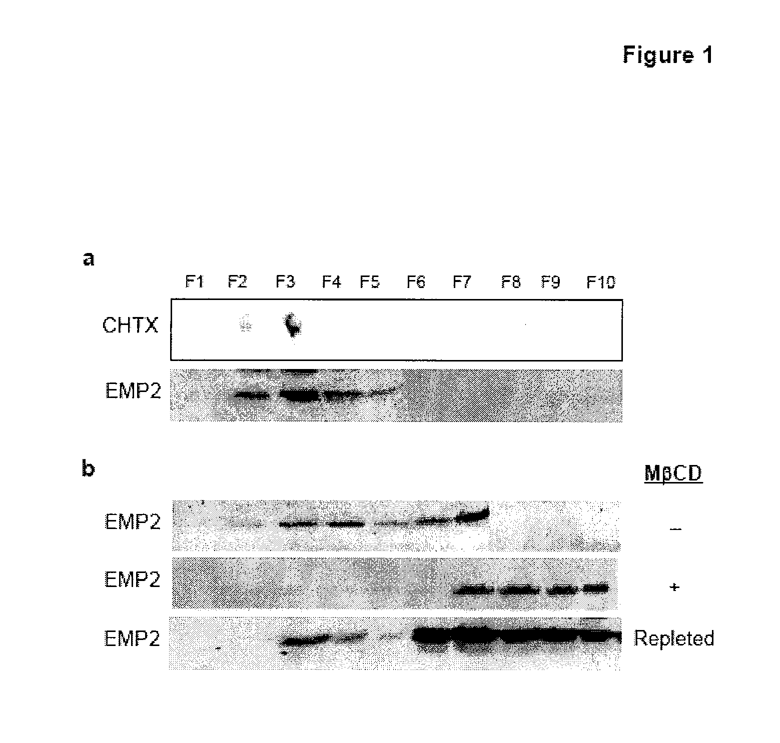 Emp2 antibodies and their therapeutic uses