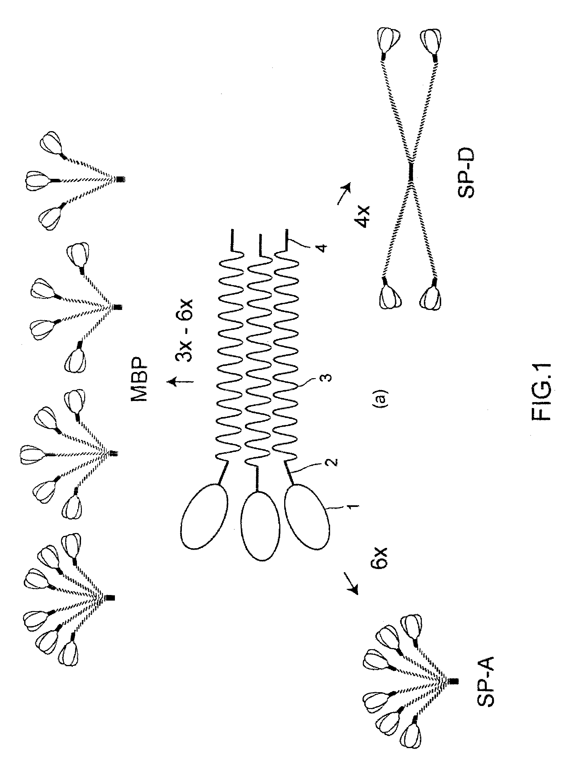 Recombinant human mannan-building proteins