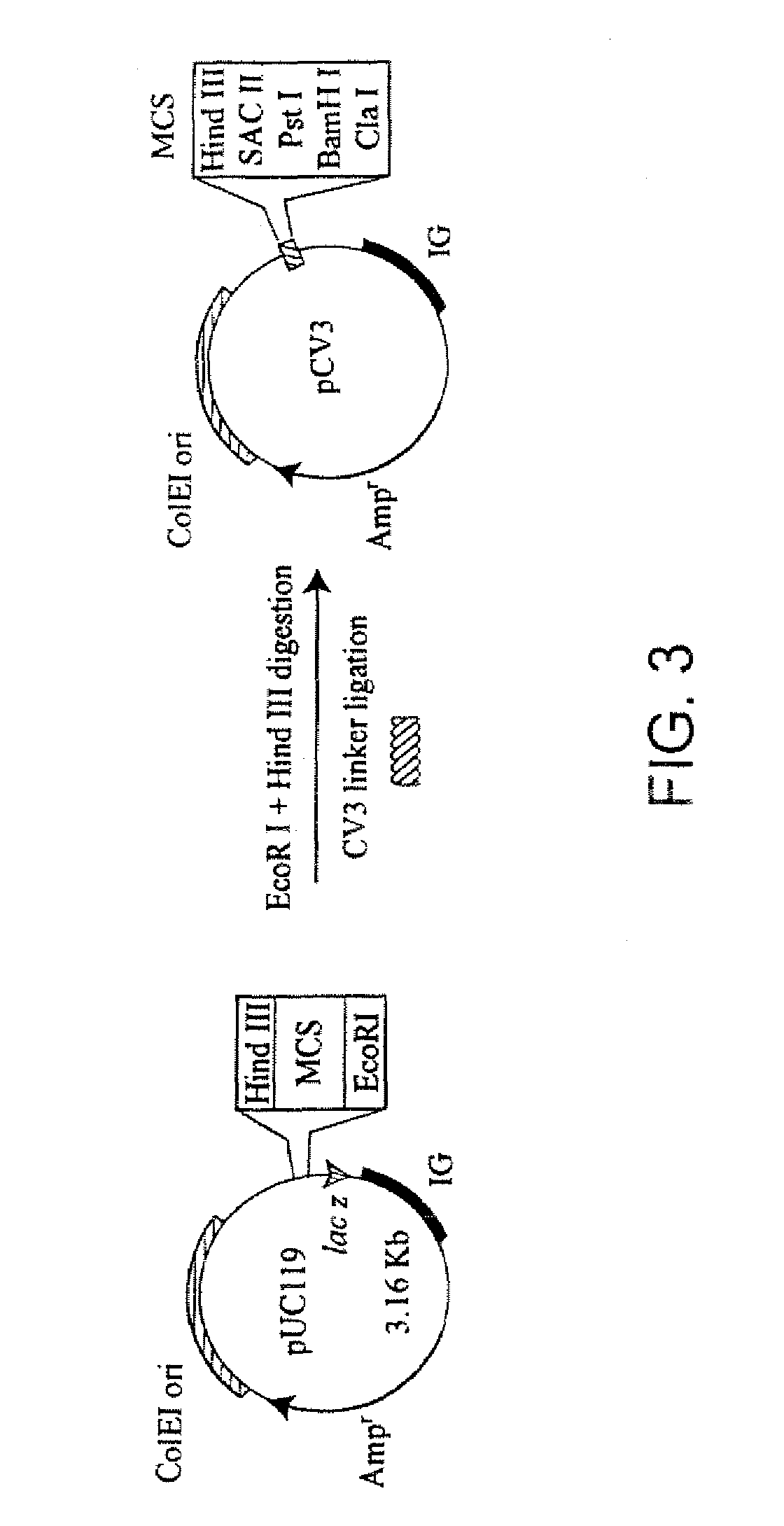 Recombinant human mannan-building proteins