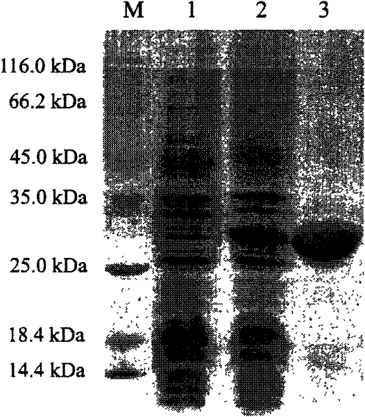 Portunus trituberculatus antilipopolysaccharide factor PtALF-4 gene and coding protein and applications thereof