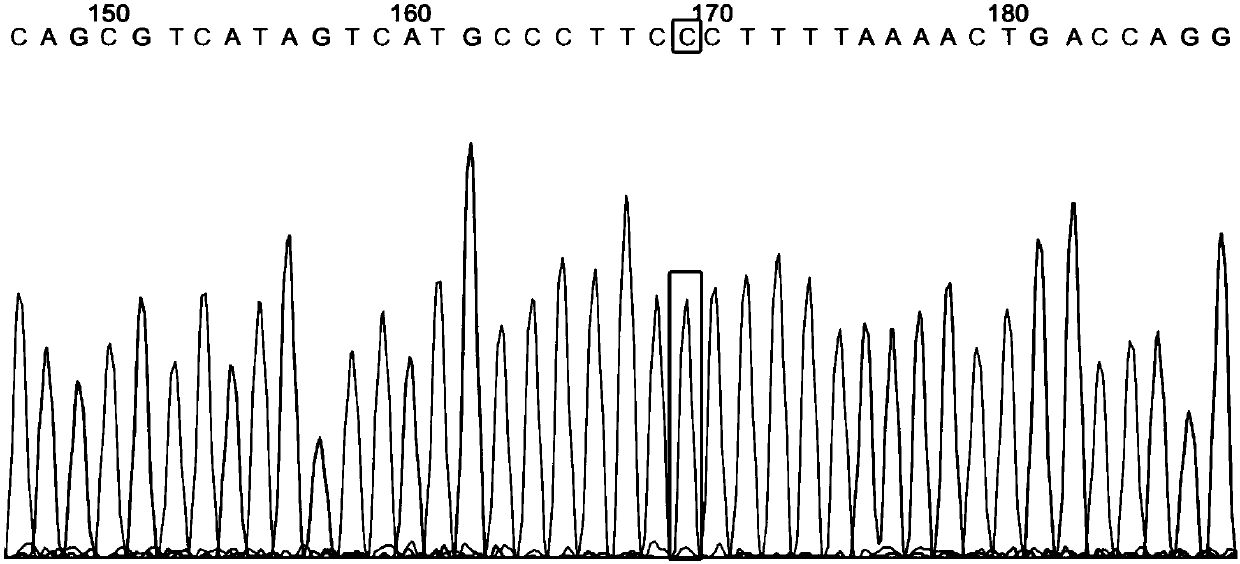 HLA related SNP marker and detection primer pair and determination method thereof